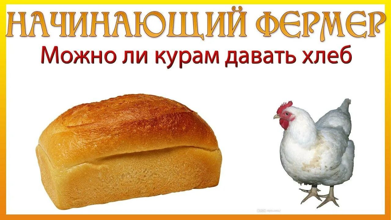 Можно ли цыплятам хлеб. Хлеб для курей. Курица ест хлеб. Можно курам давать хлеб. Хлеб для курей несушек.