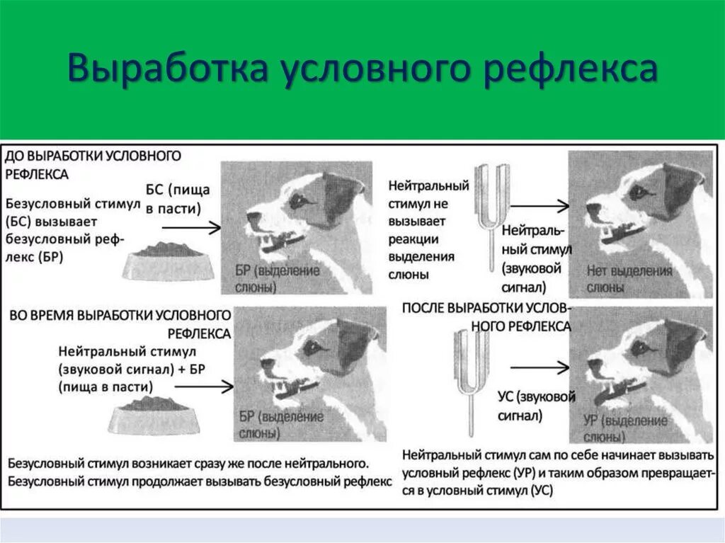 Перечисли условные рефлексы. Выработка условного рефлекса по Павлову схема. Механизм формирования условного рефлекса по Павлову. Собака Павлова условный рефлекс. Схема образования классического условного рефлекса Павлова.