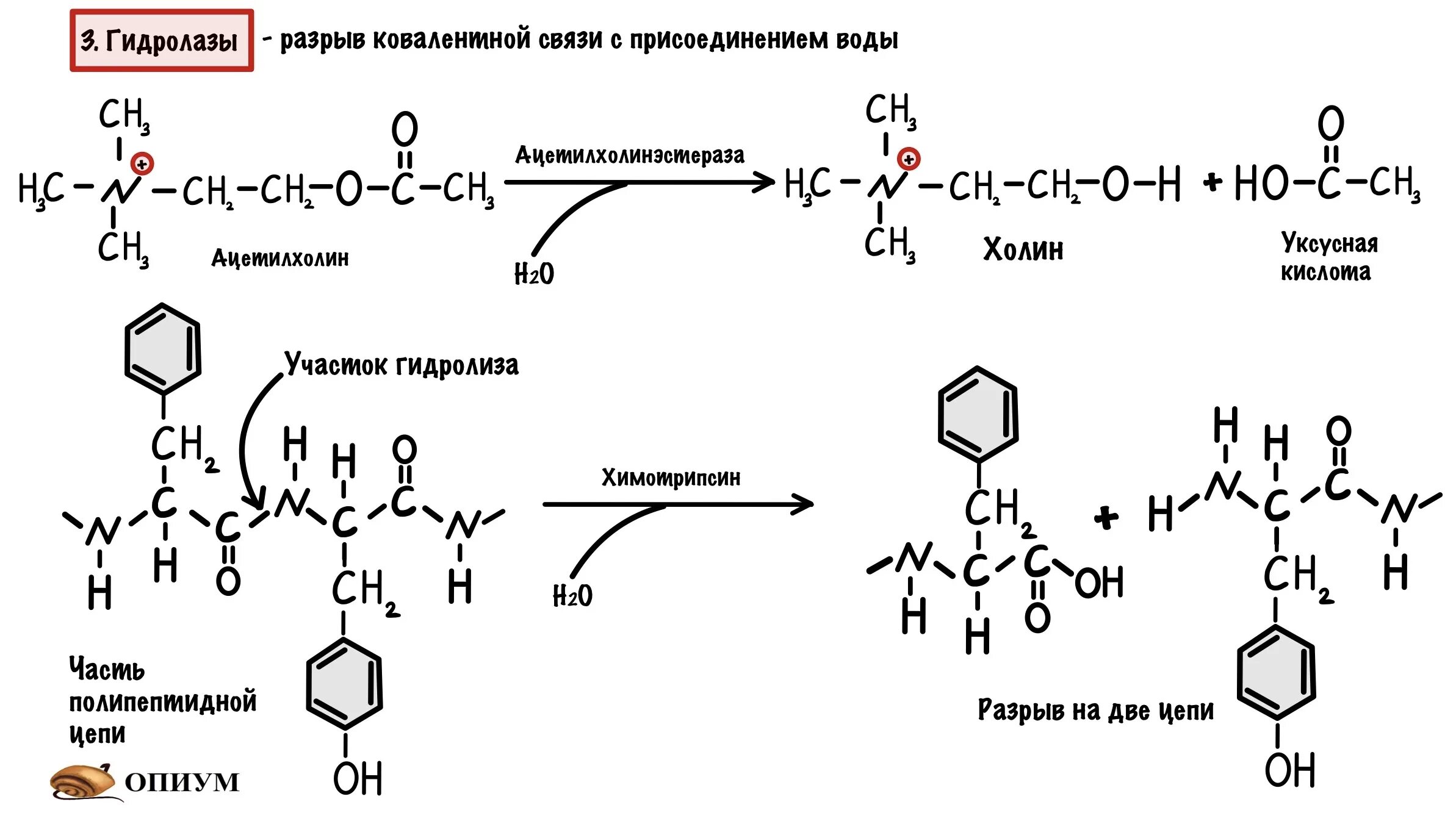 Химическая реакция катализируемая ферментом. Схема реакции гидролазы. Гидролазы Тип катализируемой реакции. Гидролазы строение. К классу гидролаз относится фермент:.