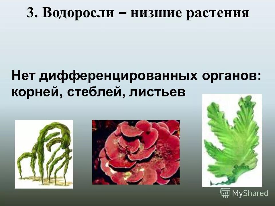 Главный признак низших растений