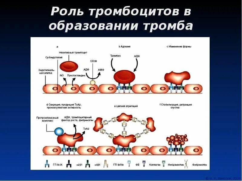 Тромбоцитах делают операцию. Формирование тромбоцитов. Механизм образования тромбоцитов. Роль тромбоцитов в тромбообразовании. Тромбоциты строение и функции.