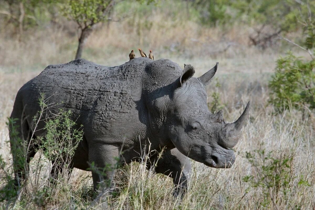 Жук бородавочник. Носорог и бородавочник. Носорог в Африке. Животные Африки носорог. Носорог природная зона