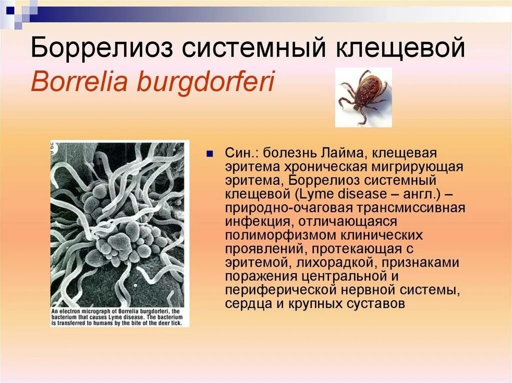 Иксодовый клещевой боррелиоз клиника. Клинические симптомы системного клещевого боррелиоза. Лайм боррелиоз эпидемиология.