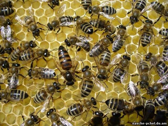 Пчелы купить в нижегородской