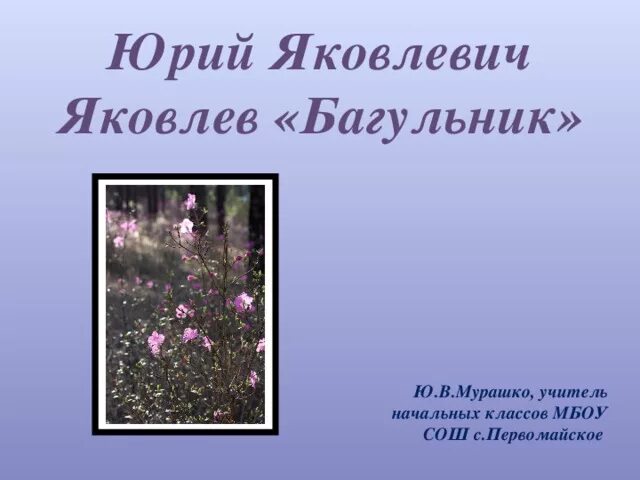 Юрия Яковлевича Яковлева багульник. Ю Яковлев багульник. Презентация к рассказу Яковлева багульник. Сочинение по тексту юрия яковлевича яковлева