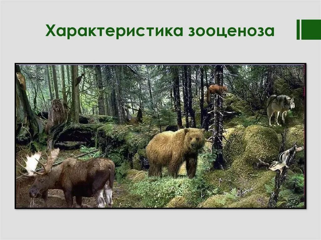 Зооценоз свойства. Биоценоз зооценоз фитоценоз микробиоценоз. Фитоценоз и зооценоз. Зооценоз это в биологии. Зооценоз.