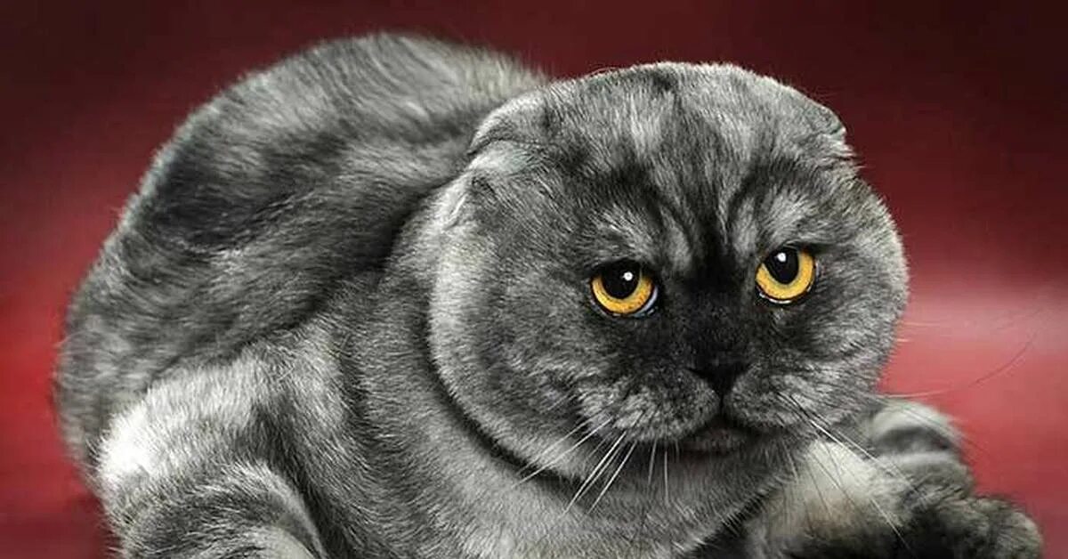 Cat by Sergey Semin Cats and kittens, Cute animals, Cat scottish fold