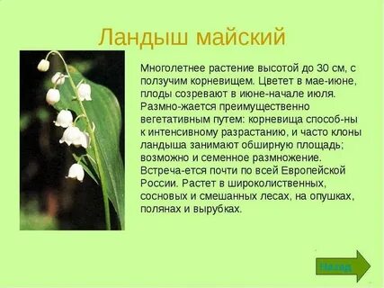 Каков его внешний вид