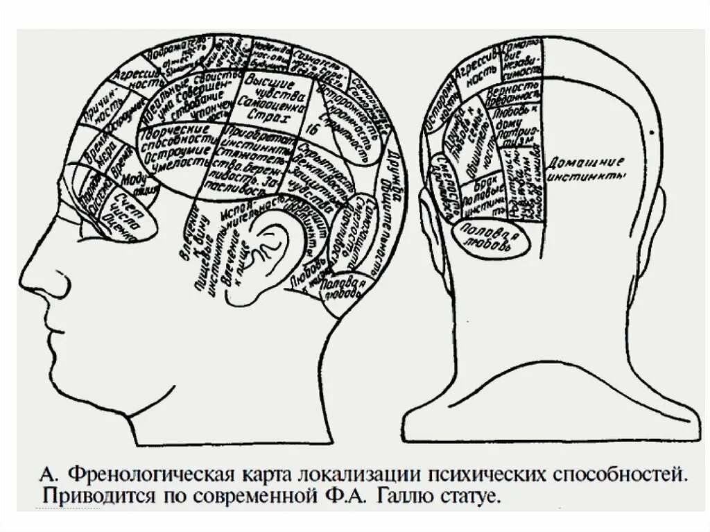 Локализация психических функций в головном мозге. Френологическая карта локализации психических способностей. Локализация психических функций в коре. Карта коры головного мозга. Локализация психических функций в мозге