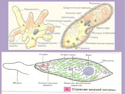 Есть ли у амебы хлоропласты
