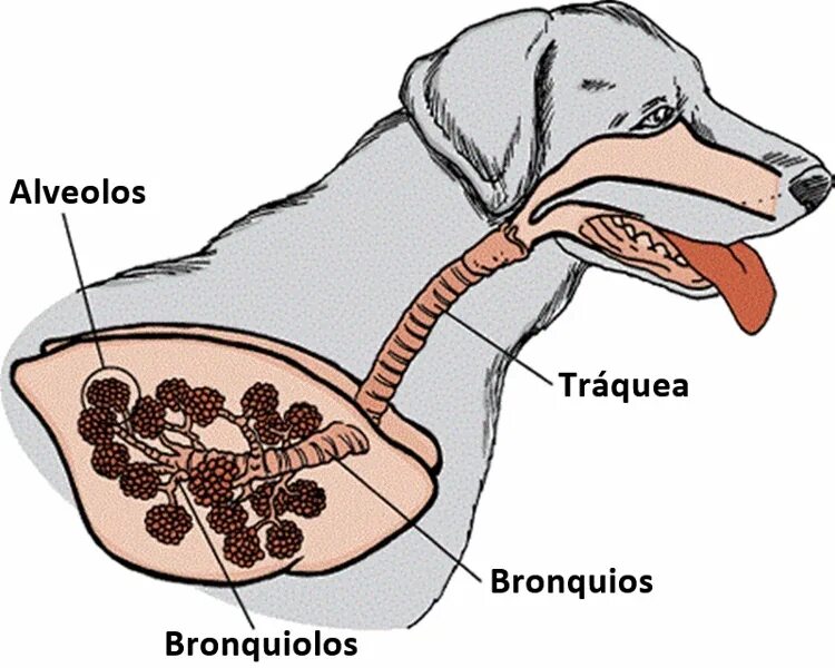 Дыхательная система млекопитающих функции. Система органов дыхания собаки. Система органов дыхания собаки легкие. Строение дыхательной системы млекопитающих. Дыхательная система собаки анатомия.