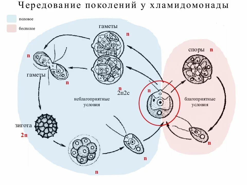 Жизненный цикл хламидомонады ЕГЭ. Развитие хламидомонады схема. Цикл развития хламидомонады схема. Жизненный цикл чередование поколений у водорослей.