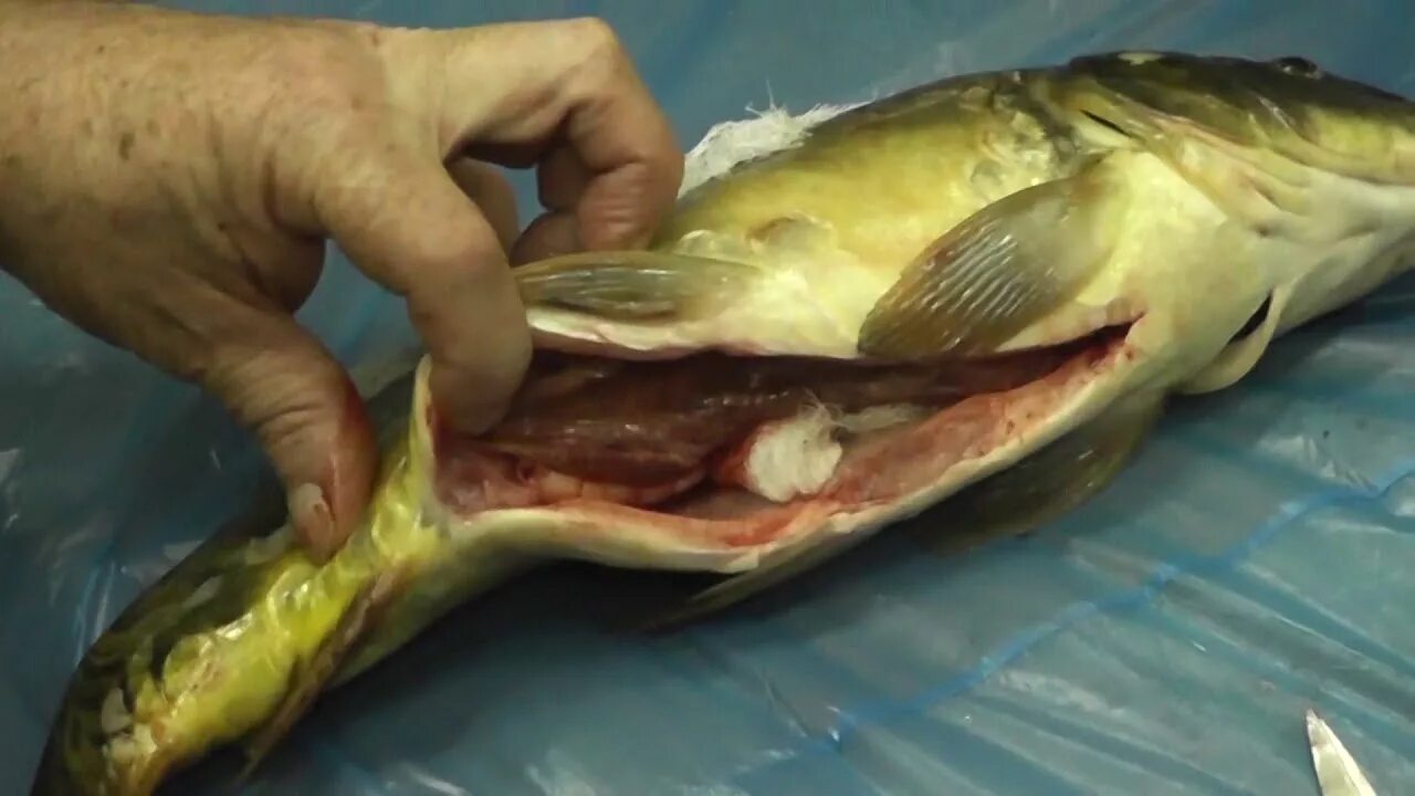 Патологоанатомическое вскрытие рыбы. Внутреннее строение осетра. Внутренности рыбы. Внутреннее строение рыбы желчный пузырь. Внутренности рыбы.
