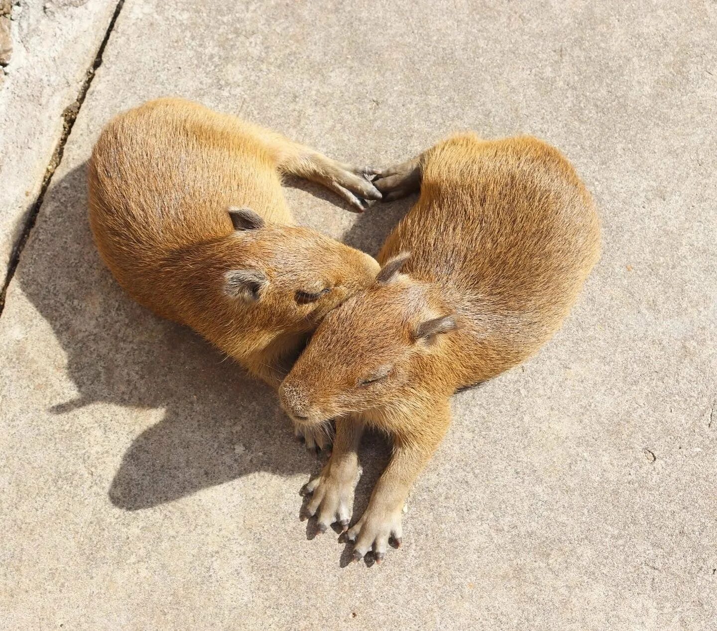 Capybara телеграм отзывы