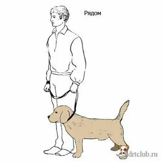 Ходим рядом собака