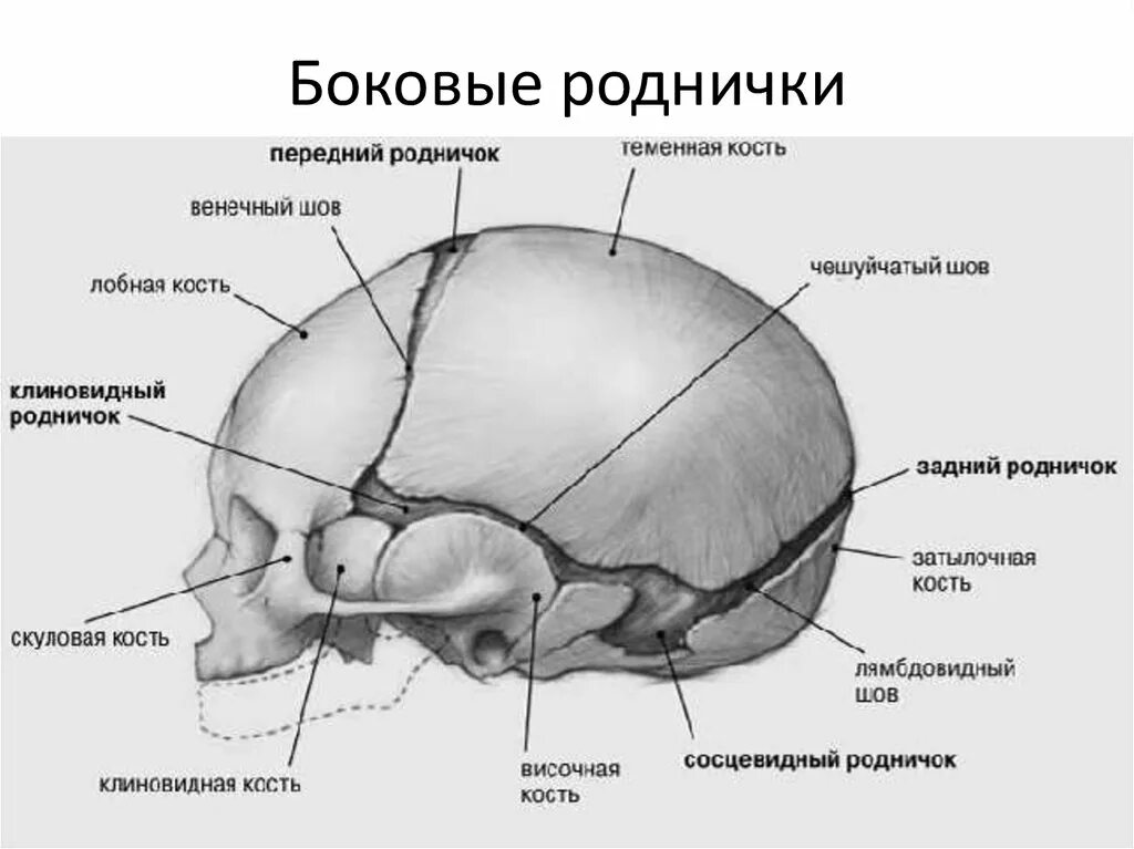 Передний родничок. Строение черепа новорожденного швы роднички. Передний Родничок черепа новорожденного. Схема родничков черепа новорожденного.