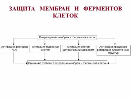 Механизмы повреждения мембран клеток