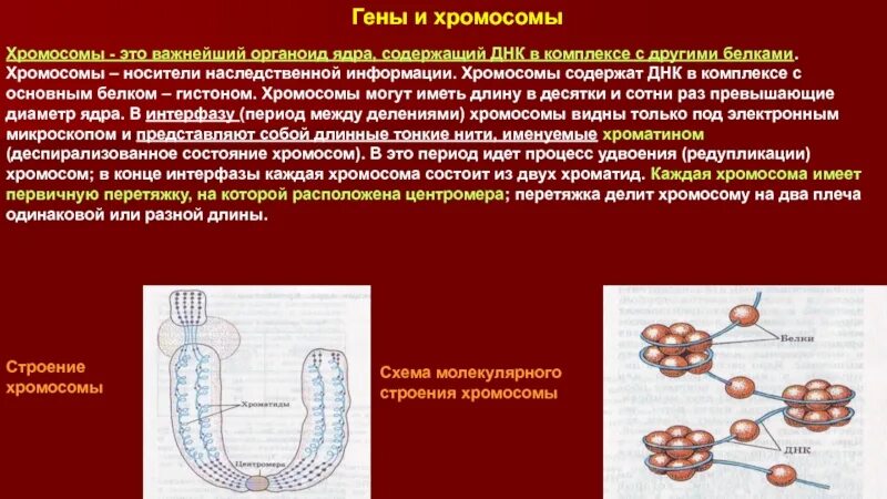 Ядро содержит наследственную информацию. Хромосомы носители наследственной информации. Хромосомы носители наследственной информации располагаются в. Инактивированная хромосома это.