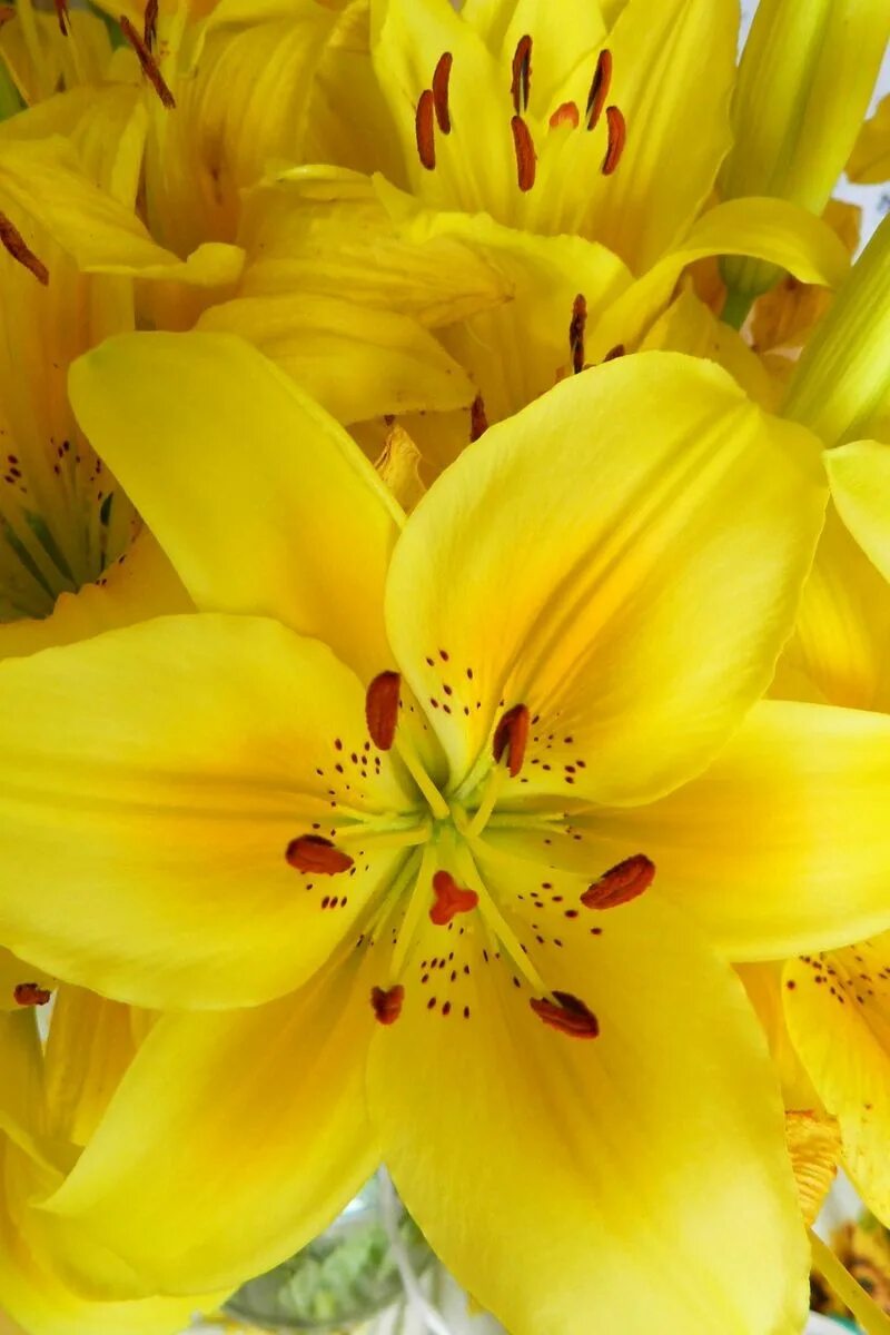 Я подарю тебе лилии желтые красные синие. Лилия Йеллоу Даймонд. Лилия азиатская персиковая. Желтые лилии. Жёлтый цветок.