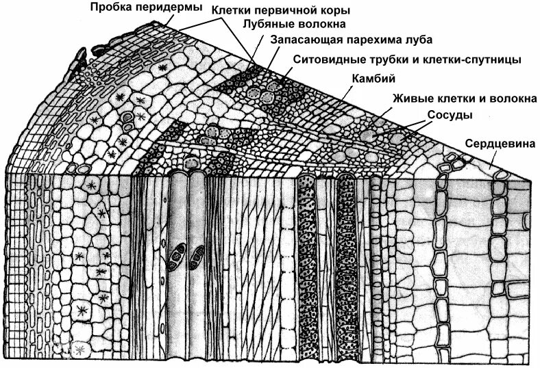 Поперечный срез древесного стебля. Строение стебля дерева на поперечном срезе. Поперечный срез стебля древесного растения. Поперечный срез лубяных волокон. Укажите признаки характерные для флоэмы