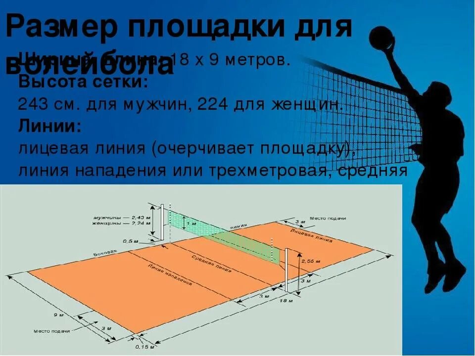 Выберите правильный вариант высоты волейбольной сетки женская. Высота волейбольной сетки. Высота волейбольной сетки для мужчин. Высота сетки в волейболе. Высота мужской сетки в волейболе.