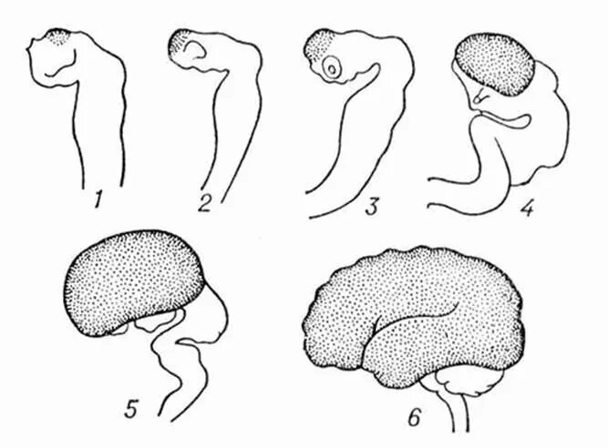 Эмбриогенез головного мозга схема. Эмбриональное развитие головного мозга. Онтогенез головного мозга схема. Эмбриогенез головного мозга гистология.