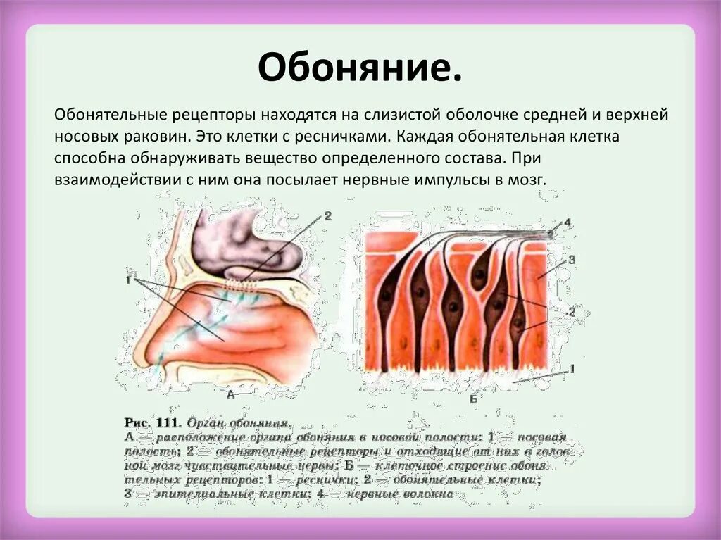 Слизистые оболочки носовых ходов. Рецептор обонятельного анализатора название. Где в организме человека расположены обонятельные рецепторы. Орган обоняния анатомия строение. Рецепторы обонятельного анализатора расположены.