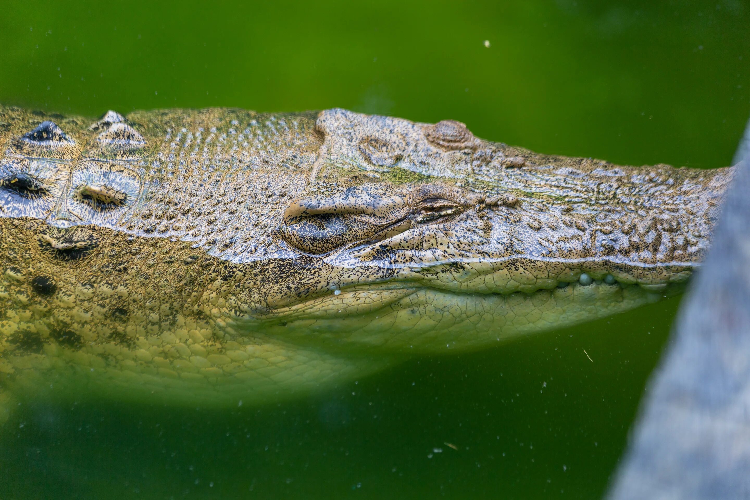 Крокодиловая ферма лазаревское. Нильский крокодил лапы. Лагуна ничупте мексика крокодилы. Нильский крокодил лапы. Лапа крокодила.