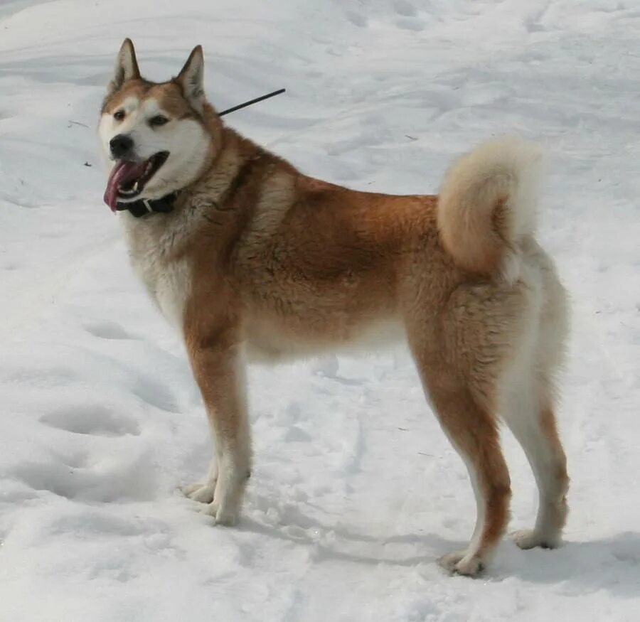 Лайка заподносибирская. Западносибирская лайка описание породы. Восточносибирская лайка лайки. Западносибирская лайка. Зсл лайка.