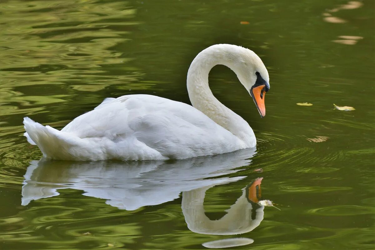 лебедей ударение. лебеди в москве. пара лебедей. лебедей ударение. четыре предложения о лебедях.