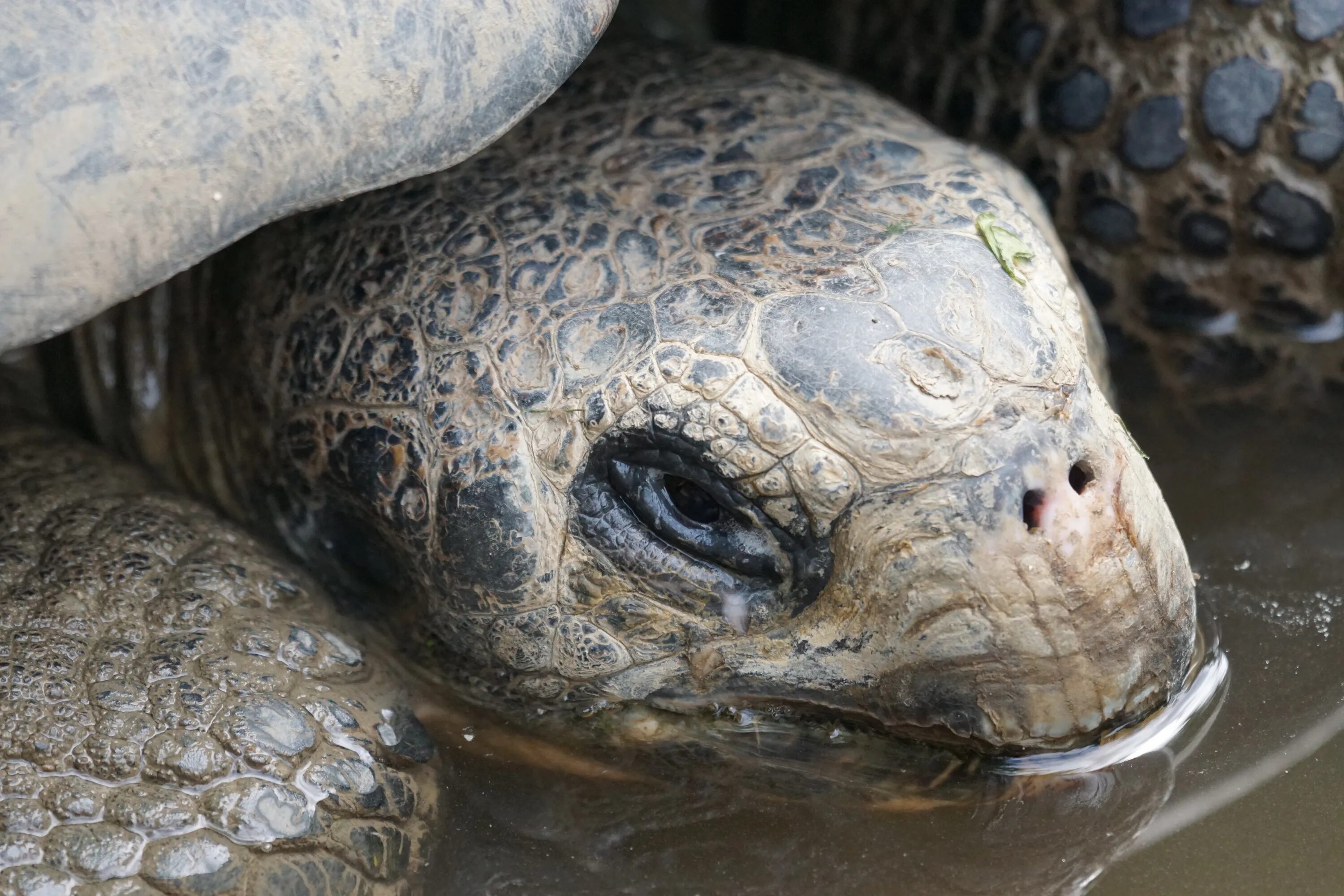 Черепахи без воды. Пресмыкающиеся черепахи. Гигантская черепаха голова. Голова черепахи.
