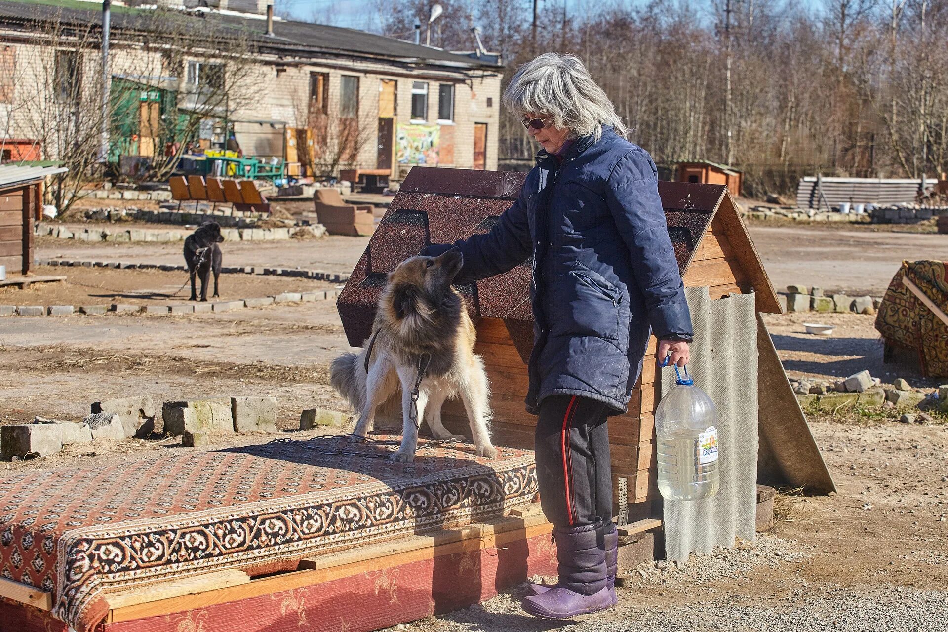 Приют лесопилка. Зоозащита Псков Лесопилка приют. Приют шанс Псков зоозащита. Псковский приют для животных Лесопилка.