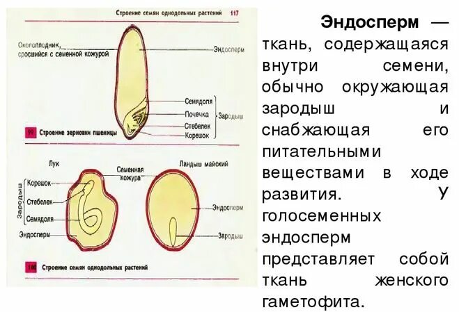 Строение семени покрытосеменных. Строение семени с эндоспермом. Из чего состоит эндосперм семени. Строение семени эндосперм зародыш. Функция эндосперма у пшеницы.