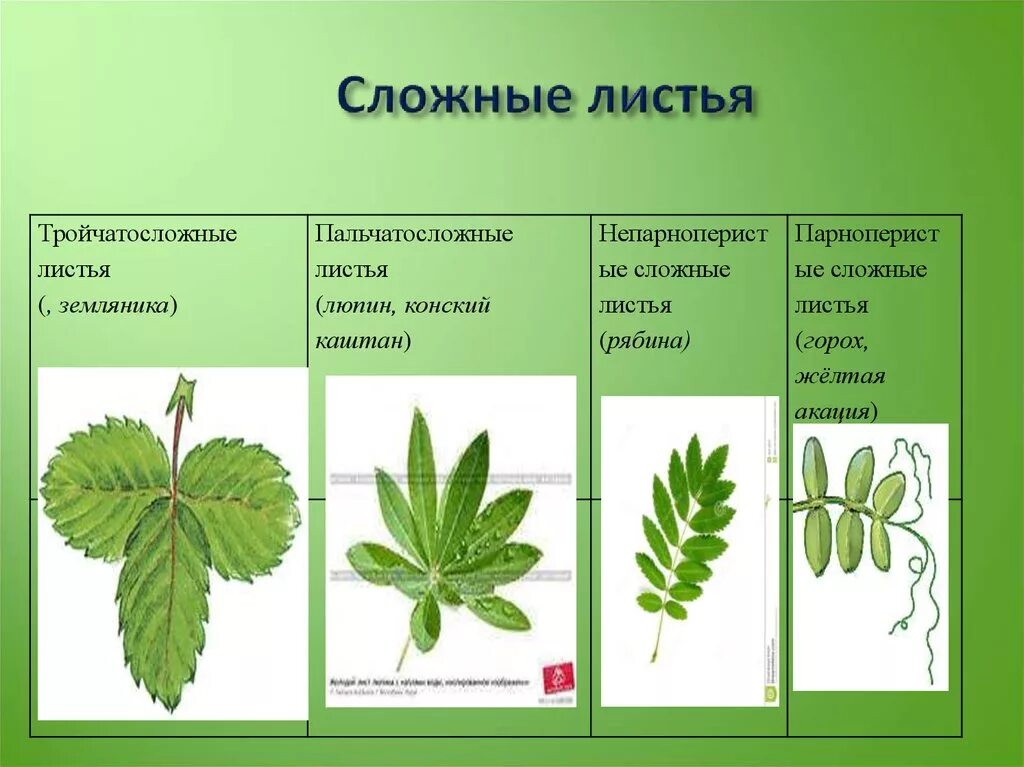 ПАРНОПЕРИСТЫЙ сложный лист. Лист ботаника строение. Жилкование листа земляники. Тройчатые пальчатые и перистые листья. Какой лист называют сложным