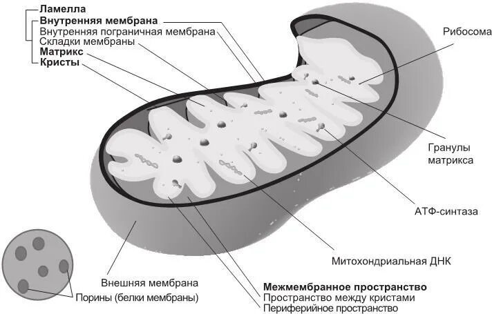 Увеличивает площадь поверхности внутренней мембраны митохондрии. Кристы митохондрия внутренняя мембрана наружная мембрана. Мембранах Крист митохондрий. Гранулы митохондрий.