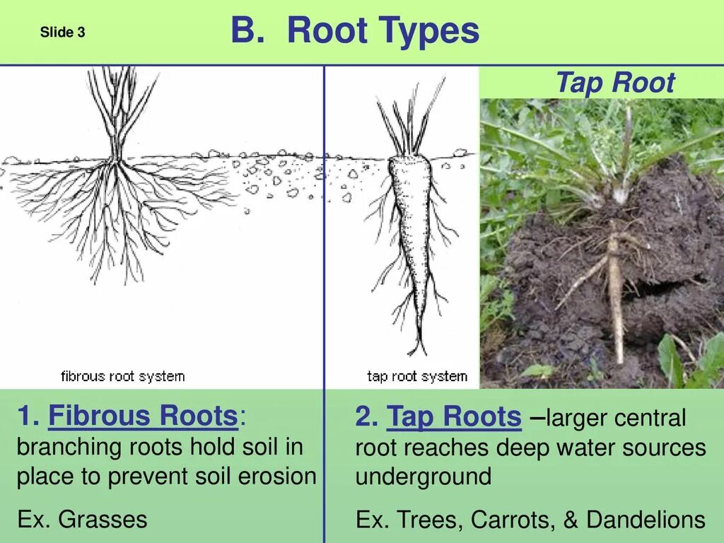 Types of roots. Fibrous root. Internal structure of the root. Taproot root. Root support