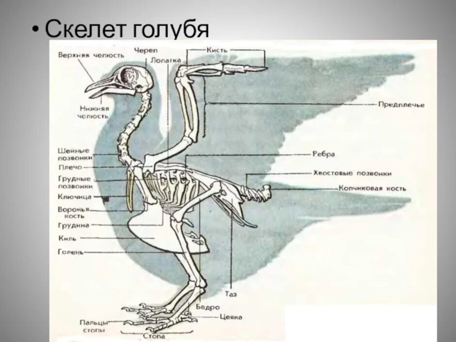 Строение скелета сизого голубя. Строение скелета птицы голубя. Скелетное строение голубя. Скелет голубя киль.