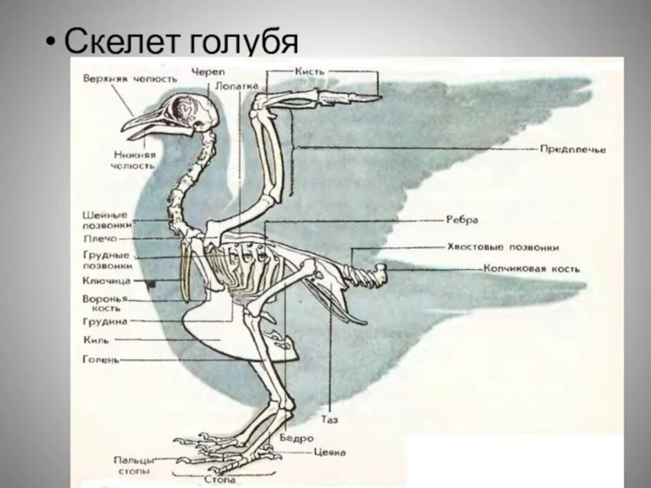 Строение скелета сизого голубя. Строение скелета птицы голубя. Скелетное строение голубя. Скелет голубя киль. Кровообращение конечностей птиц