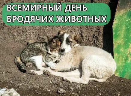 День помощи бездомным животным