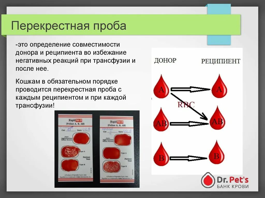Кошка донор крови. Перекрестные пробы на совместимость групп крови у кошек. Методы определения совместимости крови. Тест на группу крови собак. . Группы крови. Определение группы крови. Проба на совместимость.