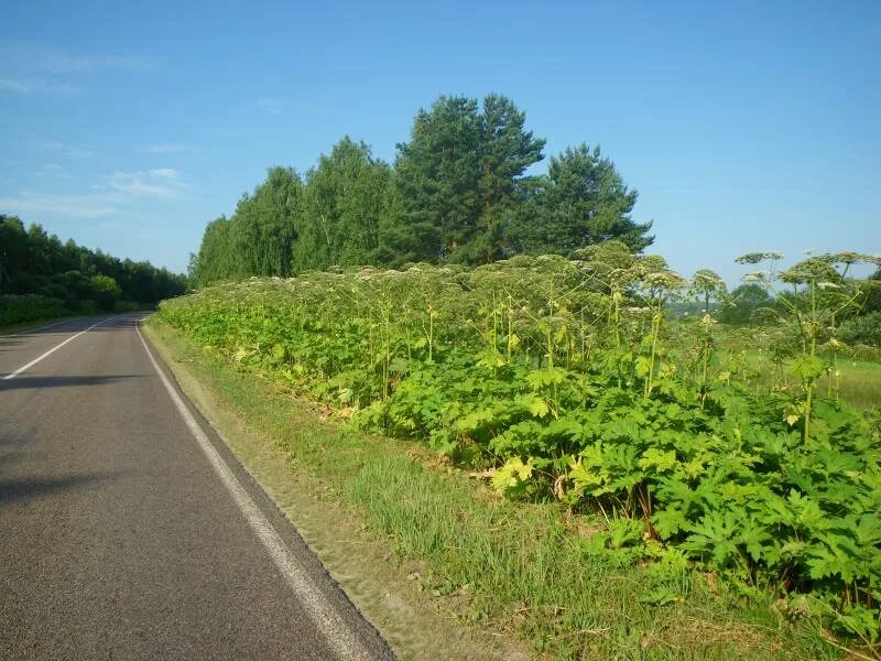 Растет возле дороги. Борщевик Сосновского Волоколамска. Борщевик Вологодская. Борщевик в Вологде. Борщевик вдоль дорог.