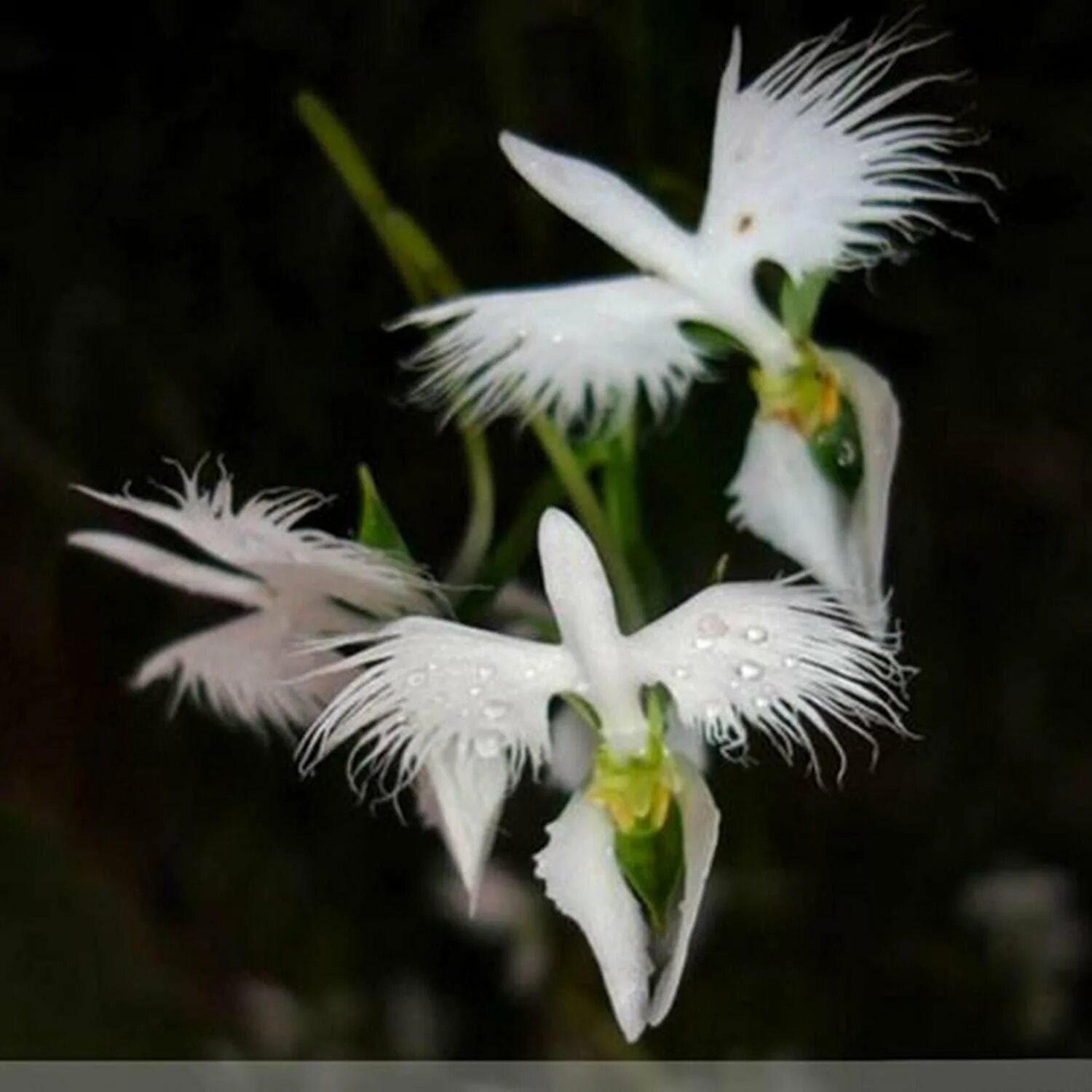 Крылатый цветок. Орхидея хабенария Радиата. Орхидея белая цапля. Omori Орхидея белая цапля. Орхидея «большая белая цапля» (Habenaria Radiata).