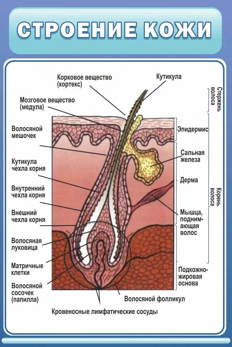 Прочитайте текст сложное строение волосков меха. Строение кожи. строение волоса. строение волосяного фолликула. строение кожи и волоса.