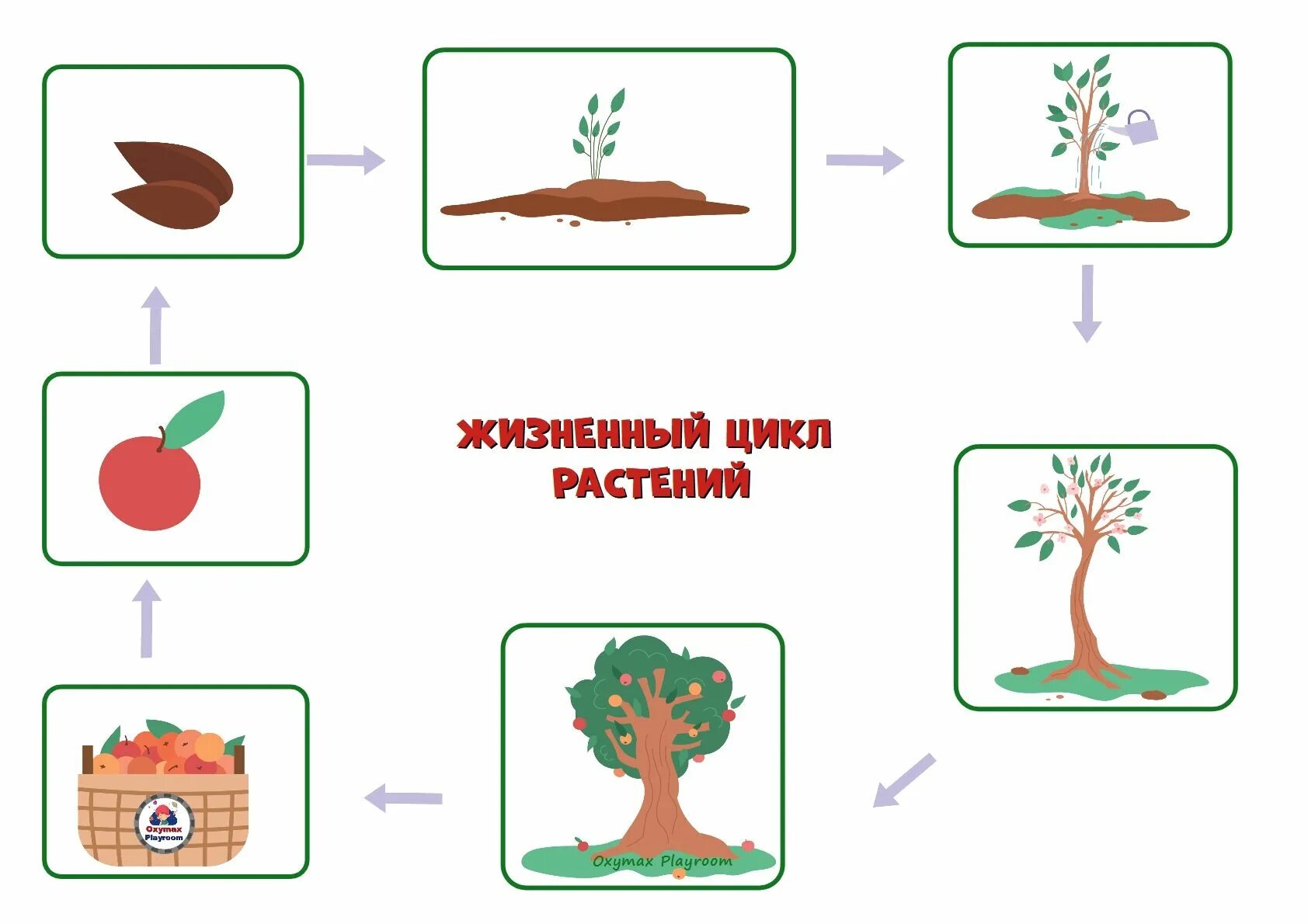 Что нужно для роста растений. Термопериодизм сезонный и суточный. Потребности растений и животных. Взаимосвязь растений с окружающей средой. Что нужно растениям.