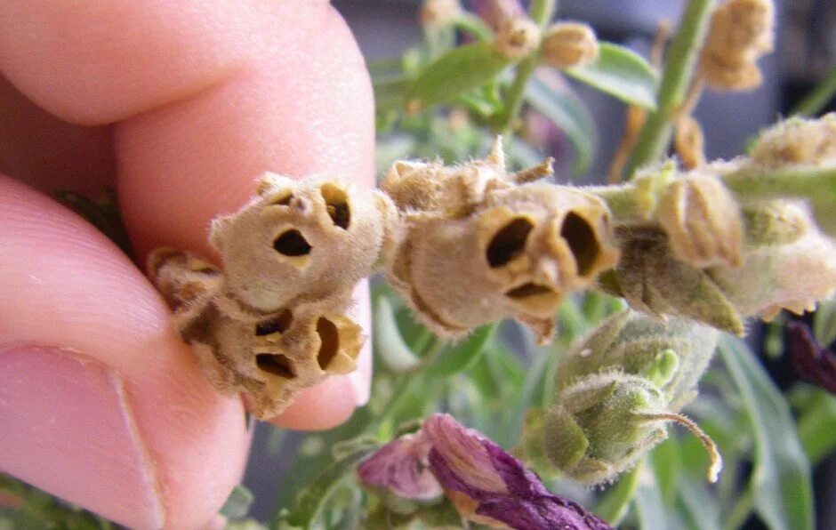 Семянка львиного зева. Семянка львиного зева (Antirrhinum). Львиный зев семенные коробочки. Семенные коробочки львиного зева. Семена львиный зев фото