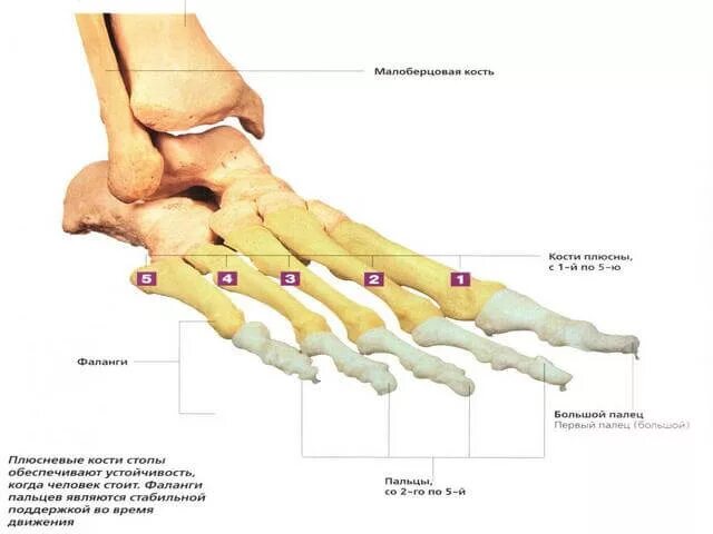 Фаланги стопы. Строение стопы плюсневая кость. Анатомия 5 плюсневой кости стопы. 1 И 2 плюсневые кости стопы. Головка первой плюсневой кости стопы.