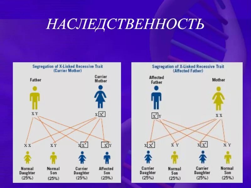 Здоровье человека зависит от наследственности. Наследственность человека является. Материальные основы наследственности и изменчивости. Гены передаются по наследству. Наследственность человека.