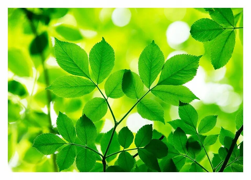 3ds max leaf. Листья деревьев для вырезания. Текстура листа. 3d обои листья. Листья 3d модель.