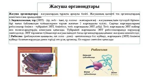 Аналарға арналған порно куннилингус