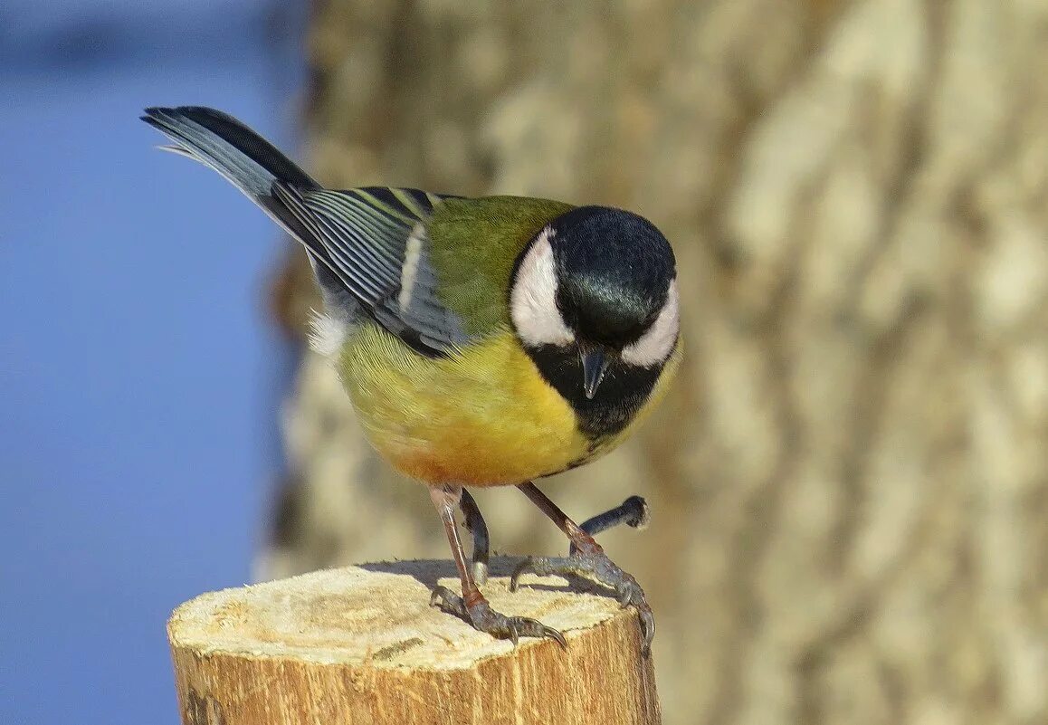 желтоспинный снегирь снегирь. 4 с расправленными крыльями. снегири ис желтой грудкой. желтоспинный снегирь. снегирь желтый.